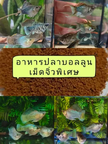 อาหารปลา*ปลาบอลลูนเมทัลลิก,แพลตตินั่มเขียว