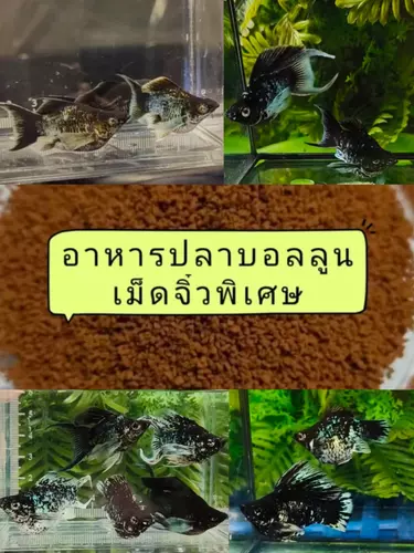 อาหารปลา*ปลาบอลลูนอิเล็กทิกบลู