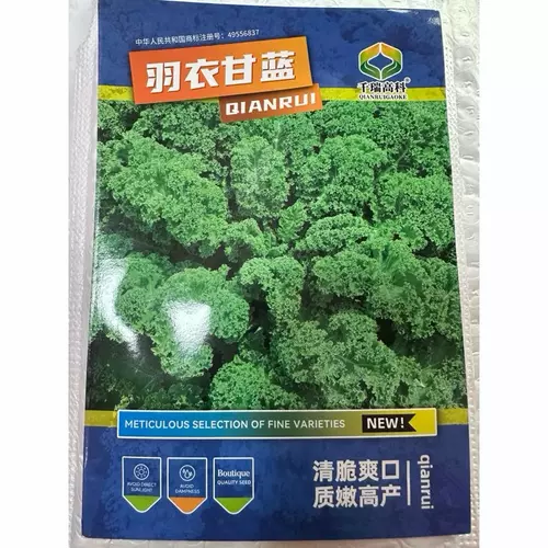 เมล็ด เคล ใบหงิก 100 เมล็ด  สายพันธุ์ฮอลแลนด์  Vate Blue Curled Kale  สายพันธุ์ F1