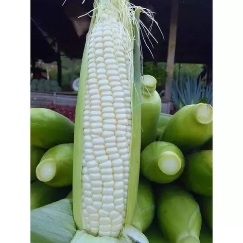 66702