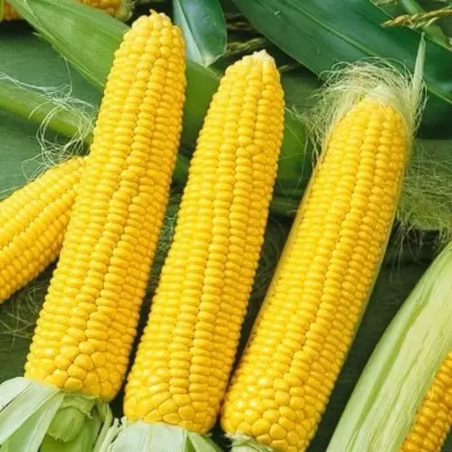 66708