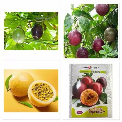เมล็ด เสาวรส passion fruit seed / ไต้หวัน Taiwan / สีม่วง Purple / สีเหลืองทอง ปานามา Golden Passion Fruit Panama