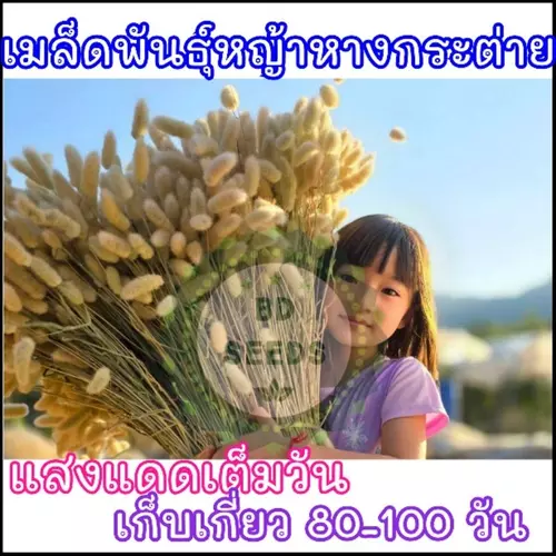 20 เมล็ด เมล็ดพันธุ์หญ้าหางกระต่าย (ขยายพันธุ์ต่อได้)