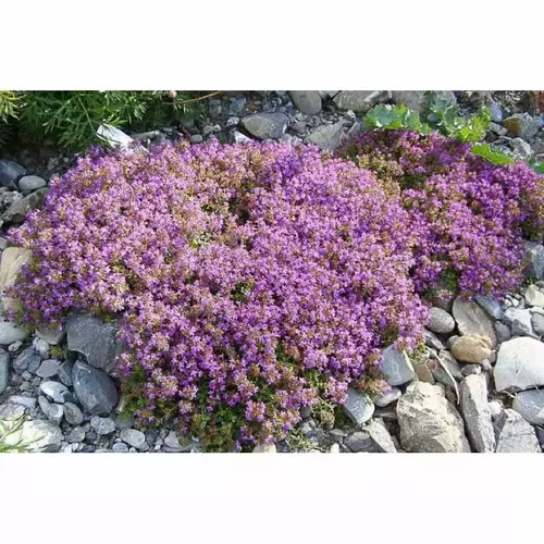 เมล็ดพันธุ์ ไทม์เลื้อย สีม่วง (Creeping Thyme) บรรจุ 20 เมล็ด