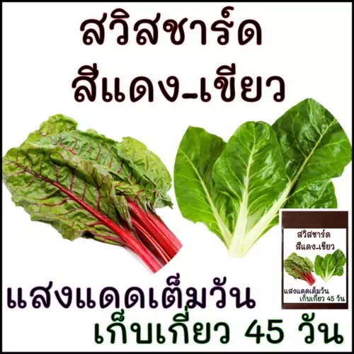 25 เมล็ด เมล็ดพันธุ์ สวิสชาร์ดสีแดงและเขียว red and green Swiss Chard