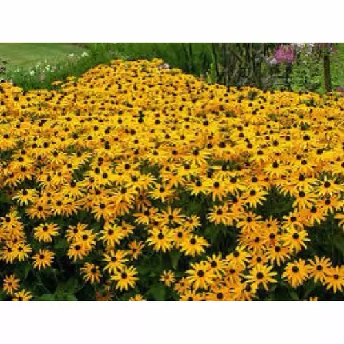เมล็ด แบล็คอายซูซาน ( Blackeye susan Seed ) บรรจุ 20 เมล็ด