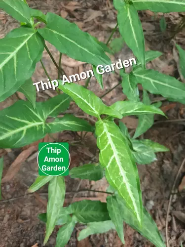 77862881
