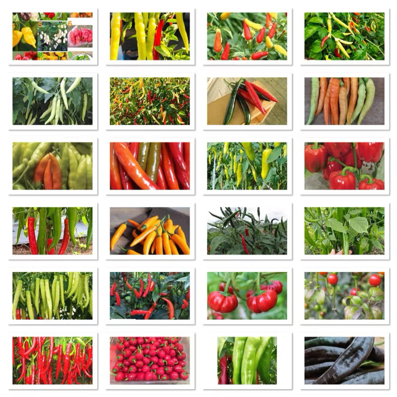 เมล็ดพันธุ์ พริก ( Chilli Pepper Seed ) นำเข้า ของแท้100% พริกสกรู ผิวย่น พริกจินดาแดง พริกมัสรูม พริกปีศาจ