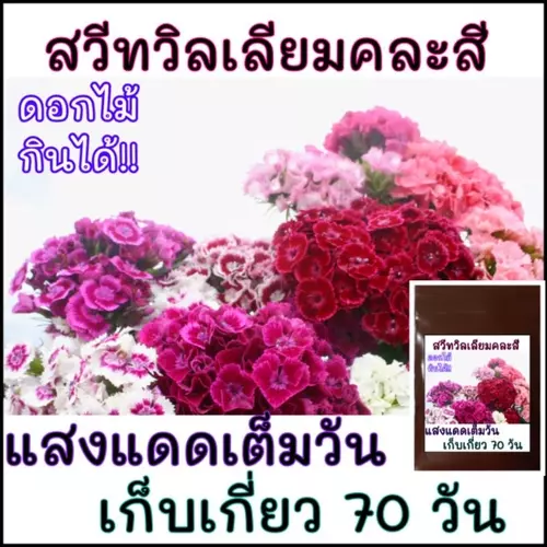 30 เมล็ด (ดอกไม้กินได้) สวีทวิลเลี่ยมคละสี - Mixed Sweet William (Dianthus barbatus