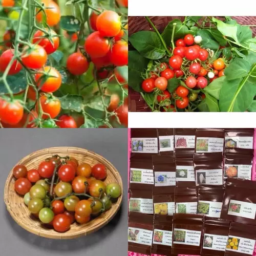เมล็ดพันธุ์ มะเขือเทศ ส้มตำ (ป๊อก ป๊อก) ( Tomato Somtum Seed ) บรรจุ 100 เมล็ด รสชาดเปรี้ยว เหมาะสำหรับตำส้มตำ