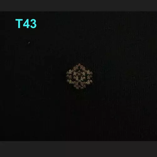 176273