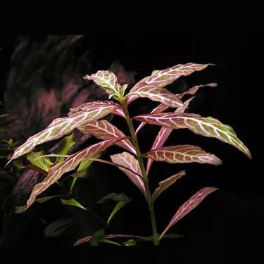 ต้นไม้น้ำ ขาไก่ด่าง hygrophila polysperma 'rosanervig