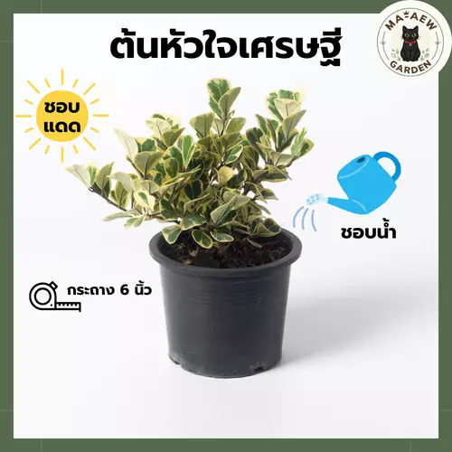 ต้นหัวใจเศรษฐี สาริกาด่าง กระถาง 6 นิ้ว (ส่งพร้อมกระถาง)