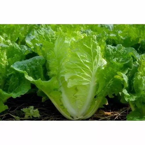 86078