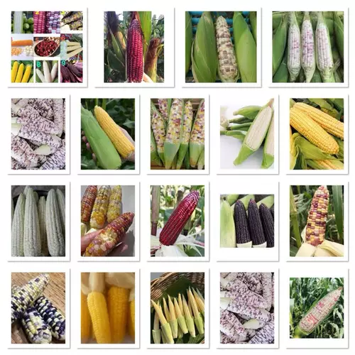 เมล็ด ข้าวโพด ข้าวโพดหวาน Corn Seed / Hokkaido ฮอกไกโด /ข้าวโพดสตรอเบอรี่ ป็อปคอร์น Strawberry Corn / ข้าวโพดเทียนรวม