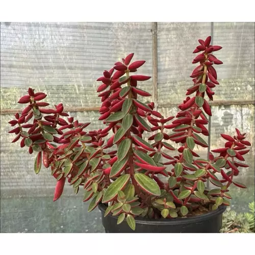 เปปเปอร์โรเมีย (แดง) Peperomia rubella กระถาง2นิ้ว ส่งทั้งกระถาง