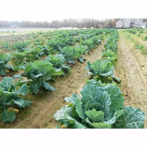 เมล็ดพันธุ์ ปูเล่ฝรั่ง มอร์ริสเฮดดิ้ง (Morris Heading Collards Seed)