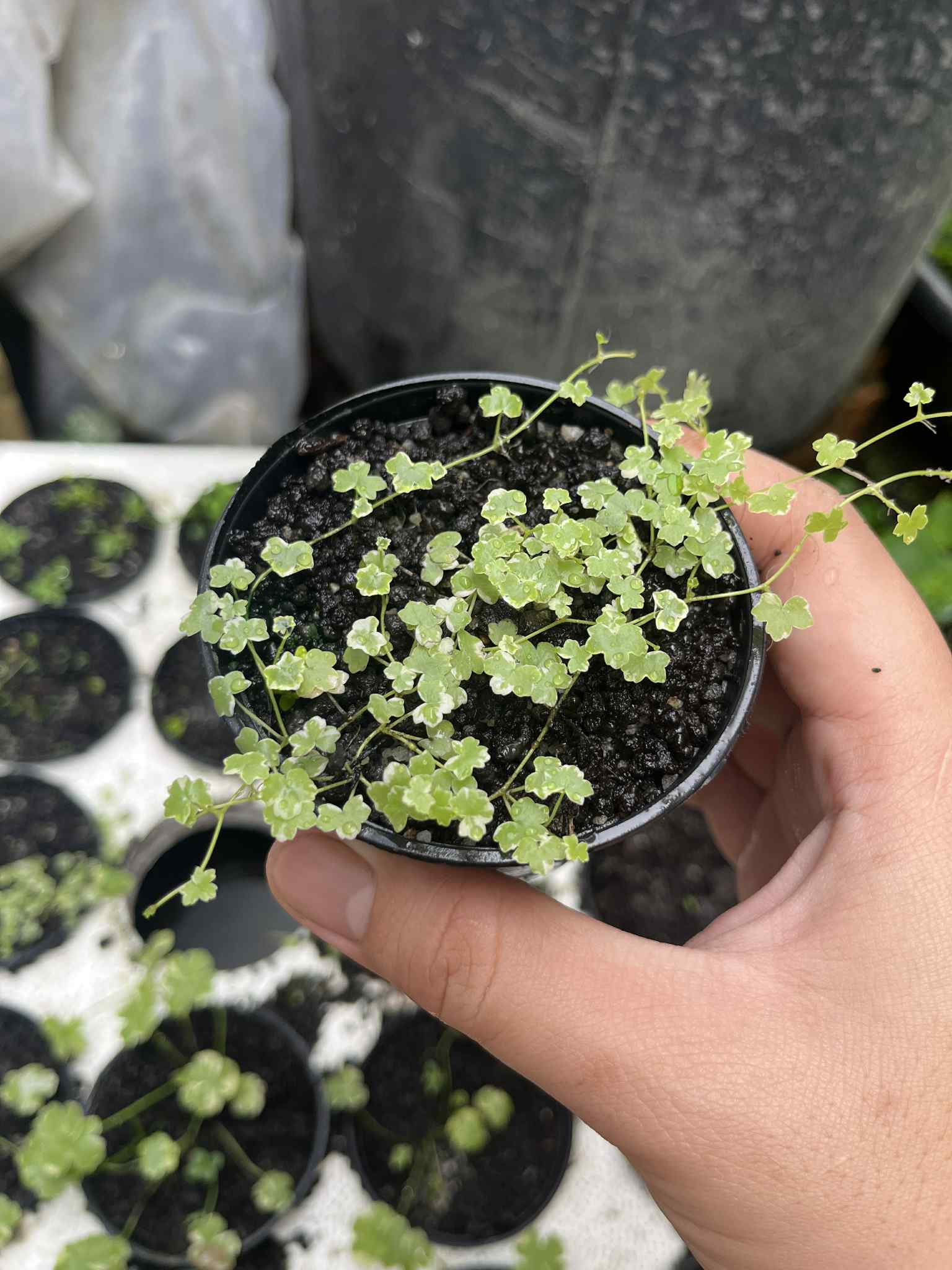 ต้นไม้น้ำ แว่นแก้วญี่ปุ่นจิ๋ว มินิ ด่าง Hydrocotyle tripartita mini variegated
