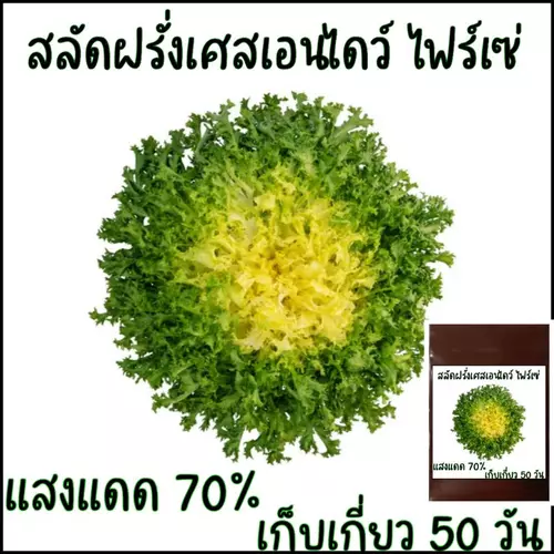 100 เมล็ด สลัดฝรั่งเศส เอนไดว์ ไฟร์เซ่ (endive frisee)