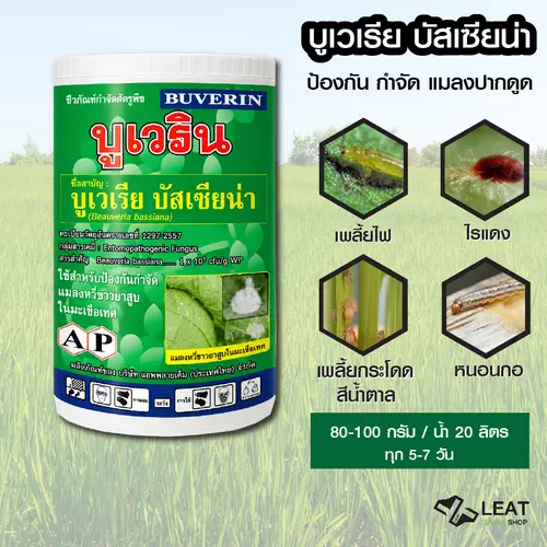 บูเวริน บูเวเรีย บัสเซียน่า Beauveria bassiana ชีวภัณฑ์ กำจัดแมลง