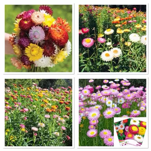 เมล็ดพันธุ์ ดอกกระดาษ คละสี Mixed Strawflower บรรจุ 50 เมล็ด / ออสเตรเลีย โรเดนที / Rhodanthe / Paper Daisy Mixed