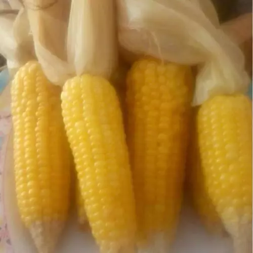 66733