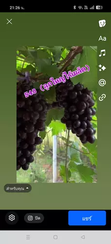 องุ่นเสียบยอดS48 (ไร้เมล็ด