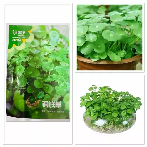 เมล็ดพันธุ์ ต้นหญ้าทองแดง หรือ ต้นแว่นแก้ว Copper Grass Seed บรรจุ 30 - 250 เมล็ด สำหรับปลูกเป็นไม้ประดับ