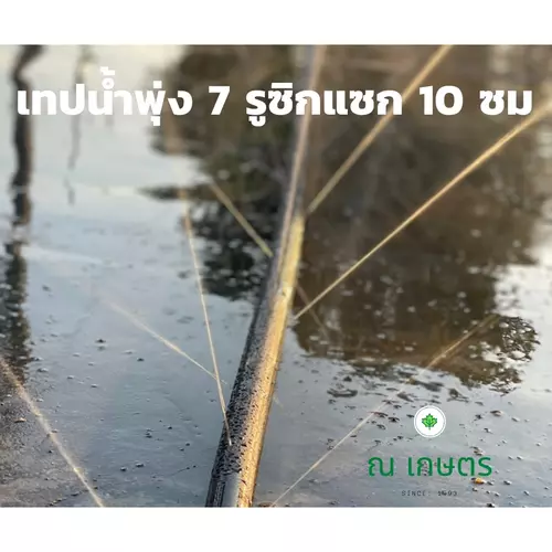 เทปน้ำพุ่ง4 หุน เจาะ:ซิกแซก ชุด 7 รู แต่ละรูห่างกัน 10 ซม น้ำชุ่มกระจายทั่วแปลง ยาว 100 -  200 เมตร