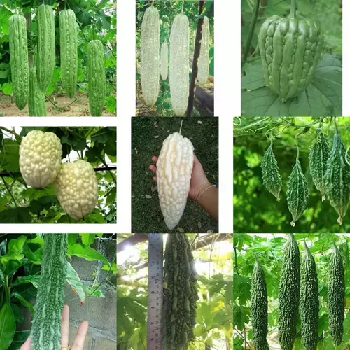 เมล็ดพันธุ์ มะระ bitter gourd seeds / มะระหัวใจ สีเขียว BALSAM PEAR GREEN HEART / มะระขี้นก / มะระจีนสีขาว ลูกใหญ่