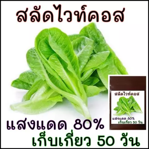 เมล็ด​พันธุ์​  สลัด​ ไวท์คอส​(White​ Cos​ lettuce)​100เมล็ด​