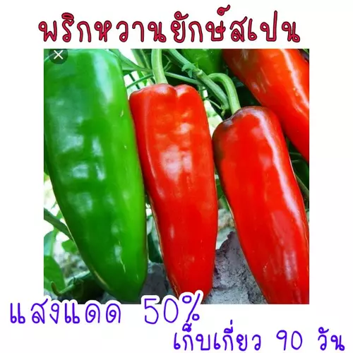 พริกหวานยักษ์สเปน Palermo Capsicum 30 เมล็ด