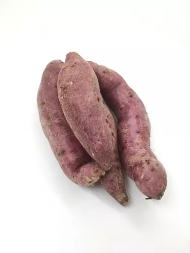 151559