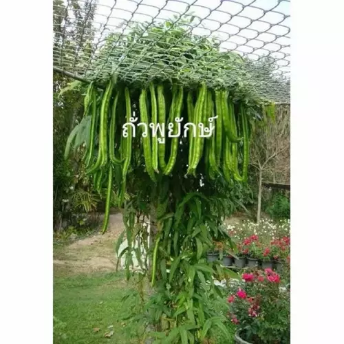 53265535