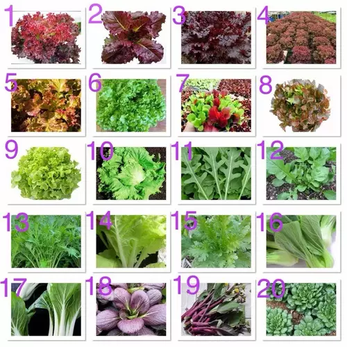 เมล็ดพันธุ์ ผักสลัด (Lettuce Seed) มีชุด 100 เมล็ด และ 300 เมล็ด เมล็ด ชุดที่ 2