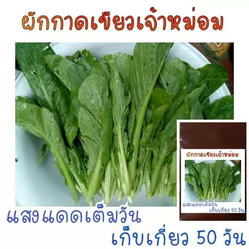 500 เมล็ด ผักกาดเจ้าหม่อม(ฉุน)