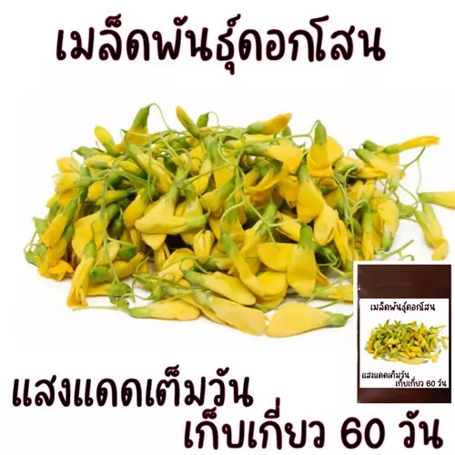 บรรจุ 50 เมล็ด เมล็ดพันธุ์โสนพันธุ์ดอกใหญ่