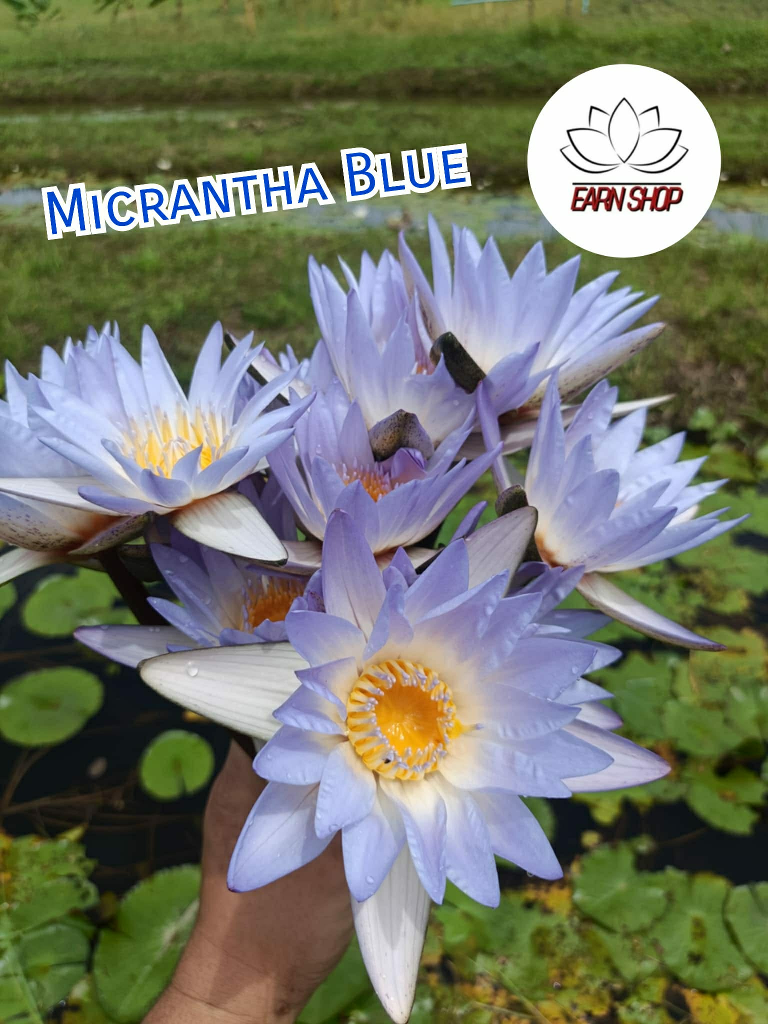 ชาดอกบัวอบแห้ง Micranthablue