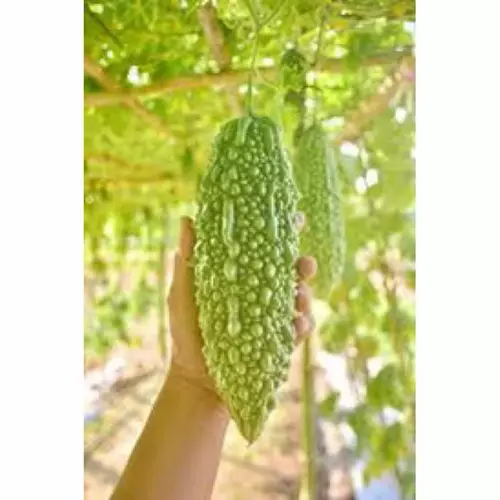 75918