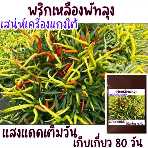 30 เมล็ด พริกเหลืองพัทลุง กลิ่นหอม เผ็ดร้อน! เมล็ดพันธุ์พริกเหลืองพัทลุง