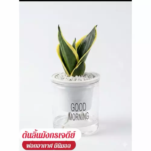 ต้นลิ้นมังกรเจดีย์+หินขาว+กระถางรดน้ำอัตโนมัติ+ปุ๋ยบำรุงต้นฟรี