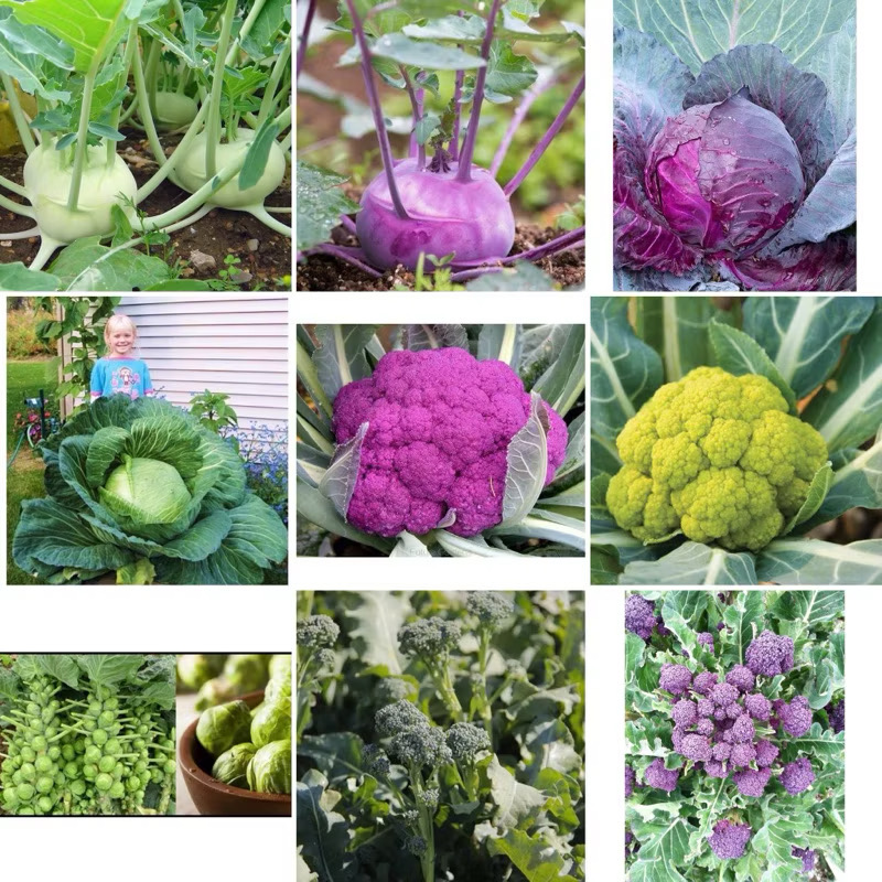 เมล็ด ( Cabbage Seed ) กะหล่ำปลี / กะหล่ำดอก / กะหล่ำดาว / กะหล่ำปม โกลาบี / Broccoli เบบี้บรอกโครี