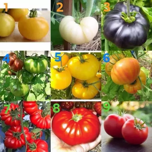 เมล็ดพันธุ์ มะเขือเทศ Tomato Seed / เกรทไวท์ Great White / คอสโตลูโต / บีฟสเต็ก / บิ๊กเรนโบว์ / บีฟสเต็ก Red Beefsteak