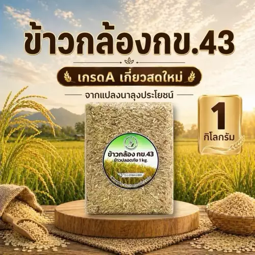 ข้าวกล้อง กข.43 เกรดA เกี่ยวสดใหม่ จากแปลงนาลุงประโยชน์