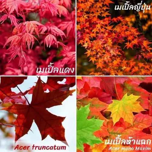 เมล็ด เมเปิ้ล บอนไซ 30 เมล็ด "คัดเมล็ด" acer palmatum atropurpureum เมล็ดใหม่ สั่งตรงจากผู้ปลูก
