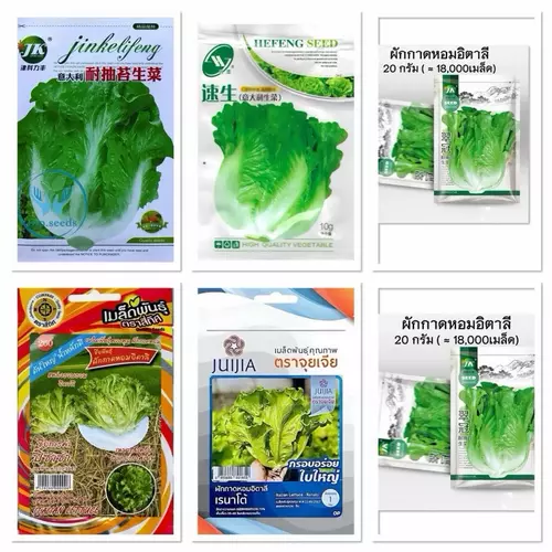 เมล็ดพันธุ์ ผักกาดหอม อิตาลี่ สีเขียว ( Italian Green Lettuce Seed ) บรรจุ 4000 เมล็ด อิตาลี