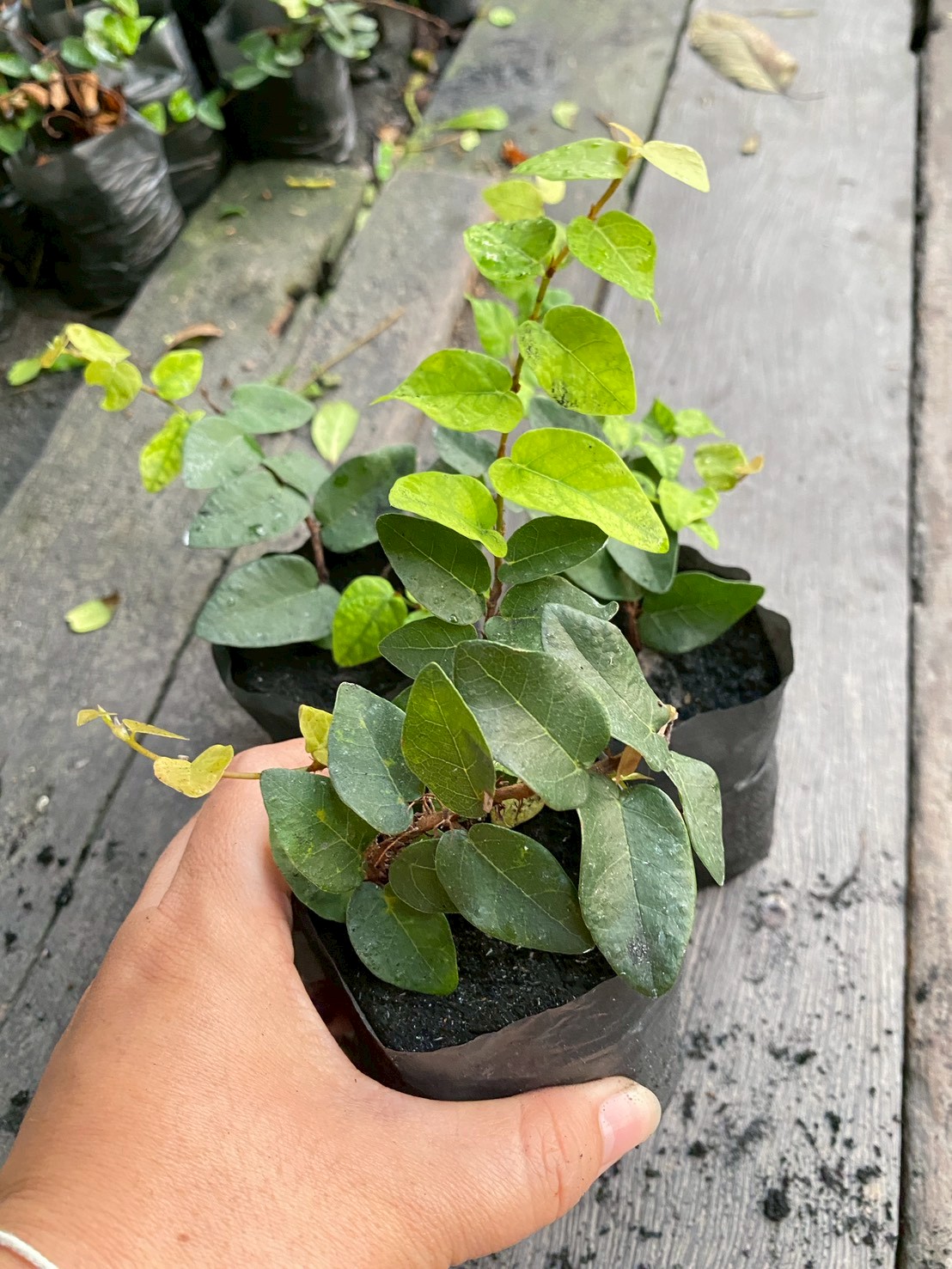 ต้นตีนตุ๊กแก ตีนตุ๊กแก