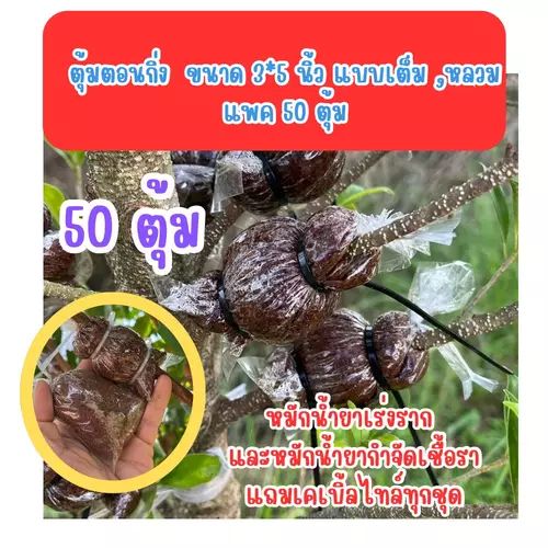 ตุ้มตอนกิ่งขนาด 3 นิ้ว (แพค 50 ตุ้ม) มีแบบหลวมและเต็ม  หมักน้ำยากำจัดเชื้อราและน้ำยาเร่งราก มีเคเบิ้ลไทร์แถม