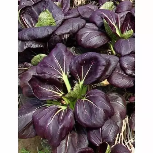 เมล็ดพันธุ์ กวางตุ้ง ฮ่องเต้ สีม่วง ( Pak Choi Ruby Seed ) บรรจุ 100 เมล็ด