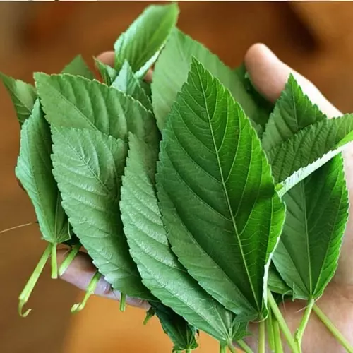 331782173